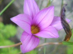 Romulea rosea fewer tepal markings